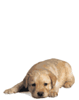et les chiens aussi je les aime beaucoup !!!