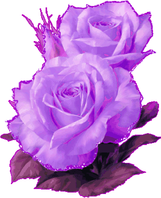 belle rose